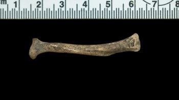 Media type: image;   Mammalogy 51076 Description: Left radius.;